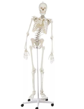 Skelett „Hugo“ mit beweglicher Wirbelsäule