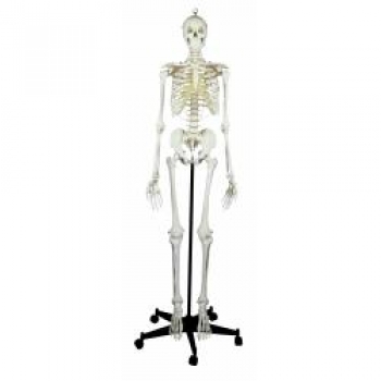 Skelett Standard inkl. Stativ, 180 cm