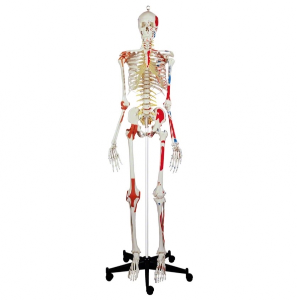 Skelett Super mit Gelenkbändern und Muskeldarstellung inkl. Stativ