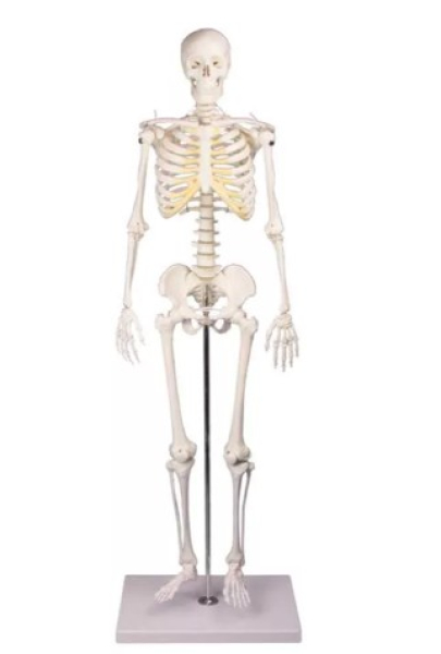 Miniatur-Skelett „Tom“