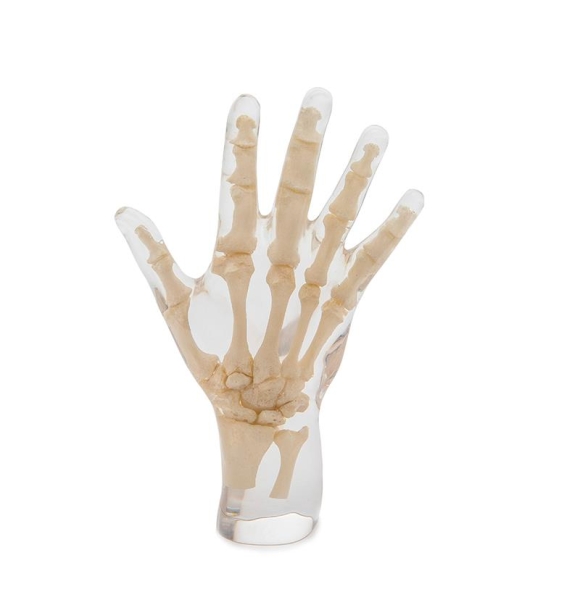 Röntgenphantom Hand, transparent