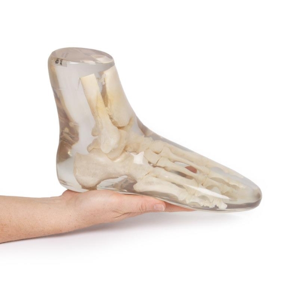 Röntgenphantom Fuß, transparent