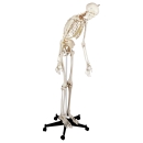 Skelett inkl. Stativ, 180 cm, flexibel